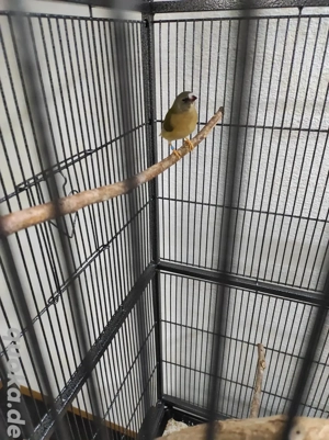 Gouldamadinen Jungtiere zwei Stück Hennen