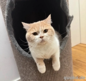 britisch kurzhaar katze 