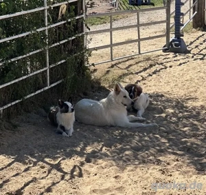 Monty sucht seine Für-Immer-Familie Bild 4