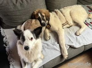 Monty sucht seine Für-Immer-Familie Bild 5