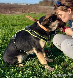 Junghund Arne   freundlich und neugierig
