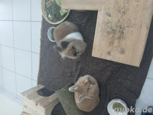 Zwei Zwergkanienchen Löwenköpfchen