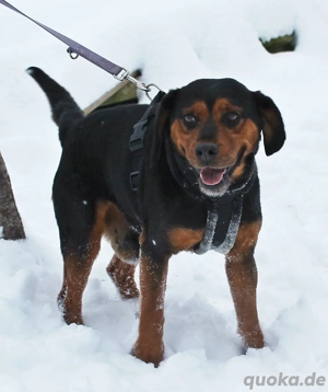 Baxter - Verlust erlebt   Liebe gesucht