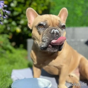 Wunderbare Französische Bulldoggenwelpen