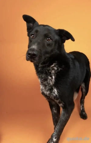 Amando - freundlicher und ruhiger Senior