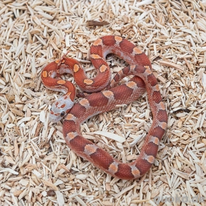Hypo Blood Pied het motley Kornnatter #14
