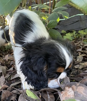 Cavalier Rüde Abgabebereit 