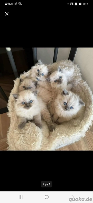 Ragdoll Katzen 