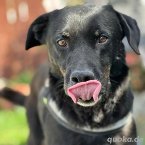 Jack *7 18 sucht einleben ohne den Shelter Bild 3