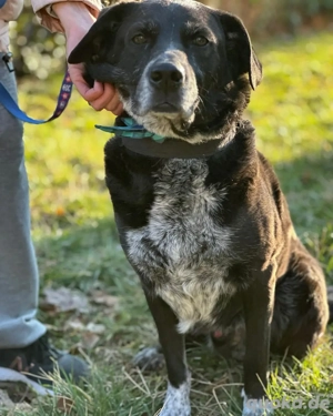 Charly 2 19 sucht zum 2. mal seinen Herzensmenschen