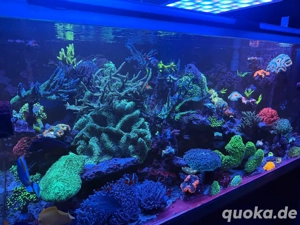 Diverse korallen zur Abgabe , goniopora, euphylia, acropora 