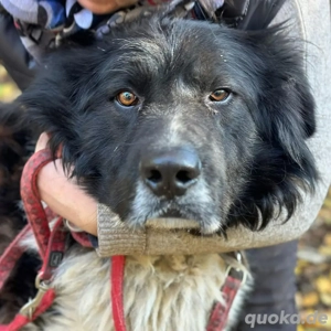 Wer möchte Petko 12 20 retten?