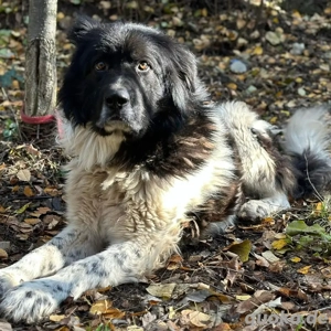  Petko 12 20 sucht sein frauchen  herrchen 