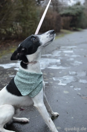 2 Fox Terrier Rüden abzugeben 