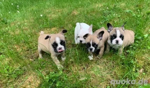 Französische Bulldogge 