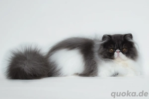 Junge Perserdame sucht neue Familie