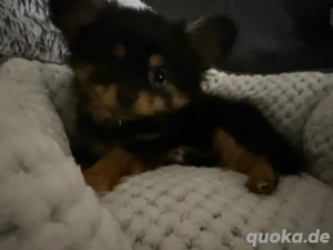 Pomchirüde sucht sein für immer zu Hause