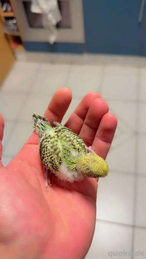 Blackwing wellensittich in schöner Farbe 