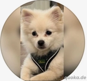 Pomeranian Zwergspitz 5 Monate 