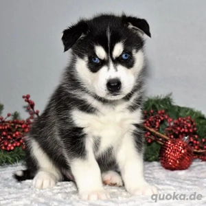 2 Husky-Welpen