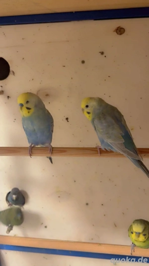 Wellensittich Rainbow Pärchens 