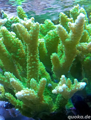 Meerwasser- Korallenableger mit Versand- Acropora tumida ( Enzmann)