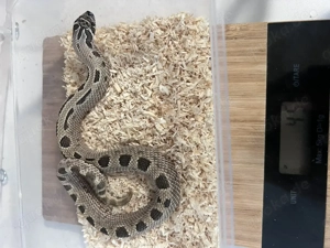 Hakennasennattern   Heterodon Sable ph albino ,Dh Maitai