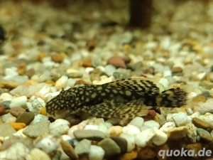 verkaufe Antennenwels 