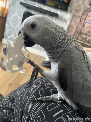 2 süße und liebe Graupapageien Babys abzugeben