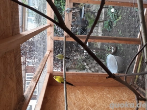 Vögel,  Zubehör  Bild 3