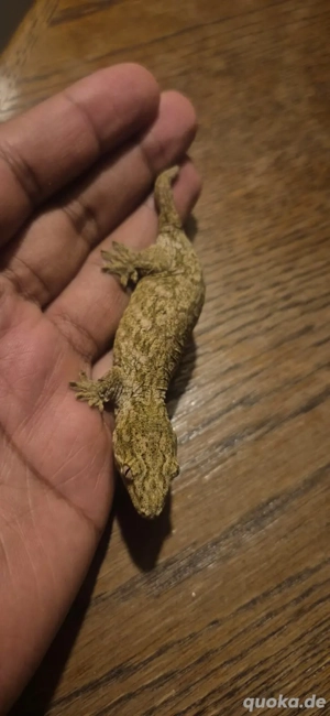 Rhacodactylus leachianus