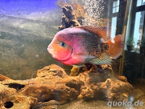 Feuerkopfbuntbarsch