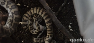 Teppichpythons abzugeben 