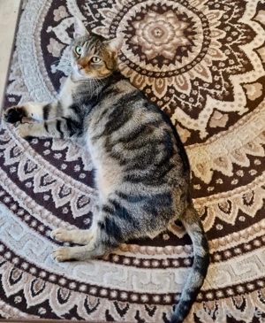 Katze zu verschenken