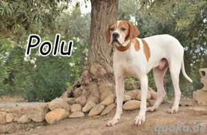 Möchtest du für Polu der sichere Hafen sein, in dem er zur Ruhe kommen und endlich dazugehören darf?