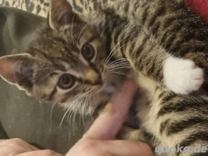 Süße Katzendame 12 Wochen sucht Familie