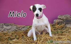 Möchtest du Mielo die Chance geben und gemeinsam mit ihm in ein neues Leben starten?