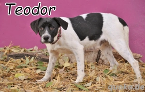 Möchtest du Teodor zeigen, wie schön ein echtes Zuhause sein kann?