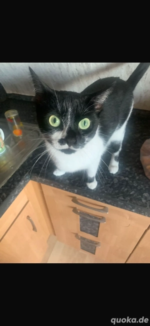 Cockie sucht einen Dosenöffner 