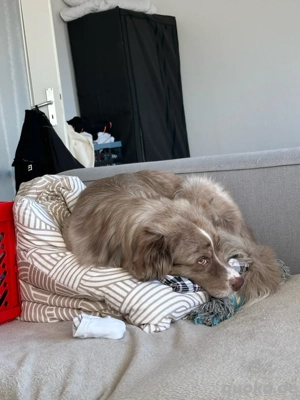 bobby sucht dringend ein neues zuhause