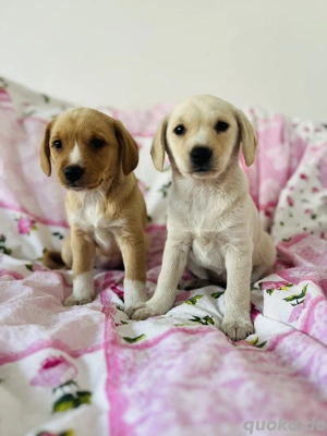 Labradormischlingswelpen Hündin