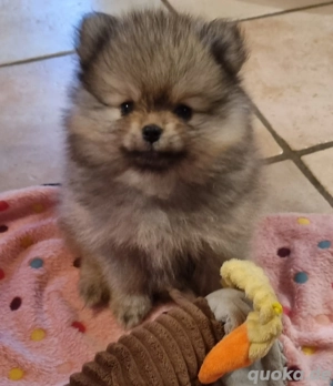 Wunderschöner Zwergspitz Welpe