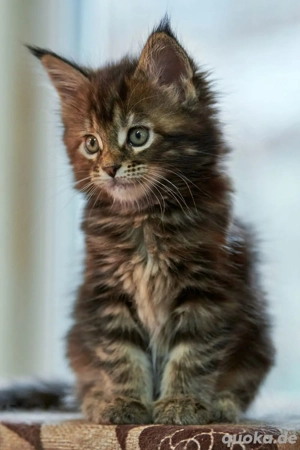 3 wunderschöne Main Coon Kitten