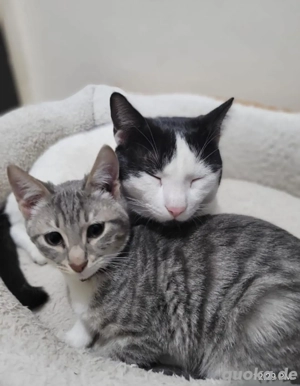Kätzchen aus dem Tierschutz