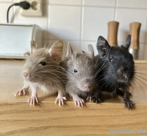 Charmante Degu-Gruppe