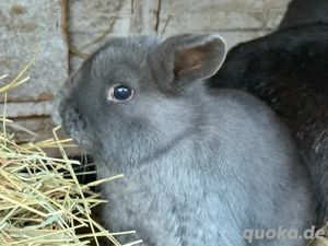 Minilop Zwergwidder Babys