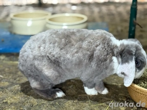 Rexwidder Minilop Rex Zwergwidder Häsin