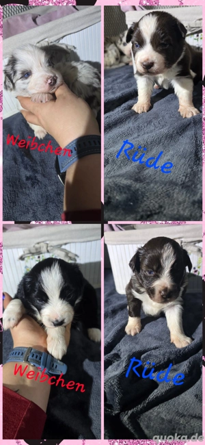 Miniatur Australian Shepherd 