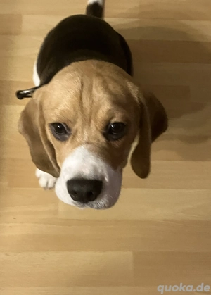 Beagle Welpe zu verkaufen. 