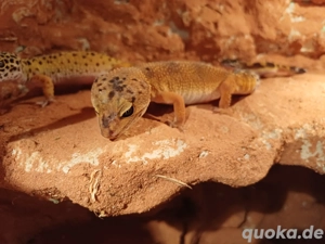 Leopardgecko Weibchen